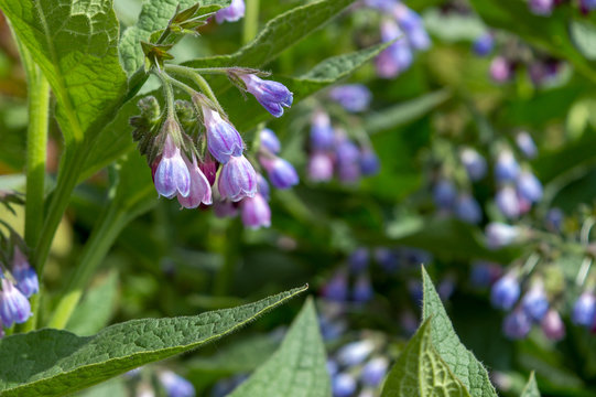Beautiful blue flowers of Symphytum caucasicum, also known as Caucasian comfrey, blooming in spring park