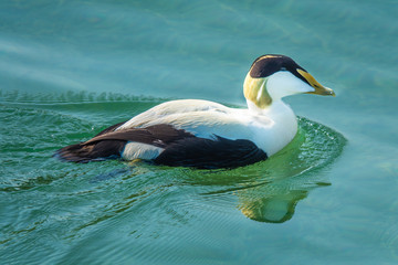 Growing colonies of beautiful Eider ducks, normally migratory sea birds have somehow adjusted to a sedentary life in the fresh water environment of the Upper Zurich Lake (Obersee) 