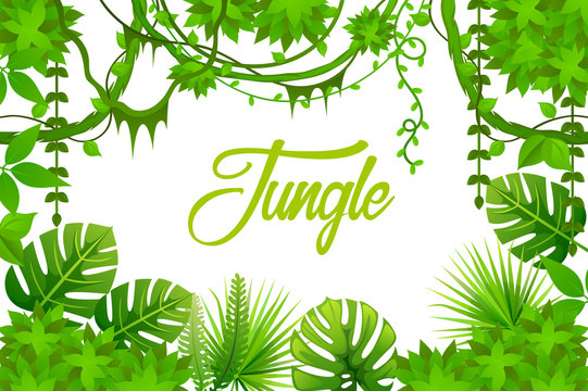  jungle. liana. rainforest. tropical vector background