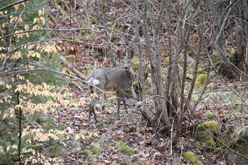 A deer hides in the woods