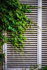 old window with shutters covered with ivy