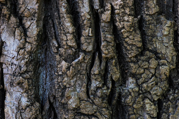 Natural tree trunk background