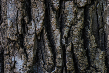 Natural tree trunk background