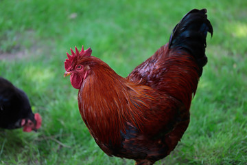 Brown rooster on the farm garden