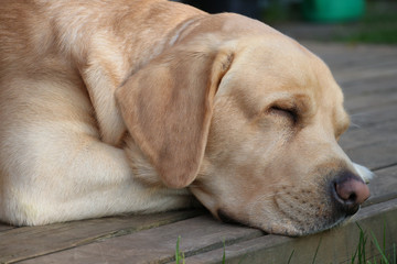 close up of sleeping labrador