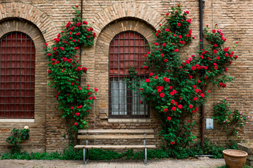 FERRARA, ITALY - May 01, 2018: rose garden in the courtyard of the museum of the Risorgimento and of the resistance, Ferrara, Emilia-Romagna, Italy