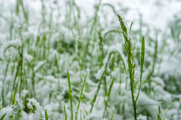 snow fell in summer on green foliage and grass,  global warming and its problems