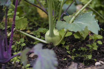 Kohlrabi im Gemüsebeet
