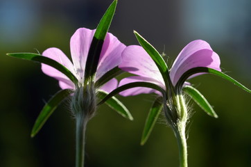 Zarte lila Blüten