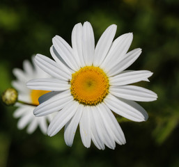 Close up of Oxeye daisy (Chrysanthemum leucanthemum)