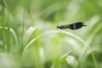 Calopteryx splendens dragonfly