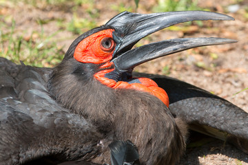 Kaffernhornrabe (Südlicher Hornrabe, Bucorvus leadbeateri, Bucorvus cafer, Rotwangenhornrabe, Südhornrabe) 
