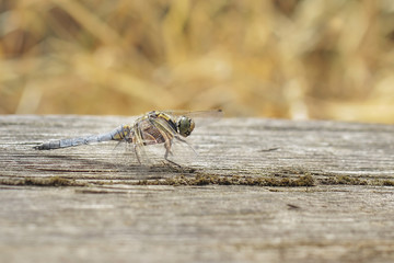Orthetrum albistylum dragonfly