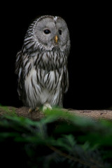 Strix uralensis - whitout whip