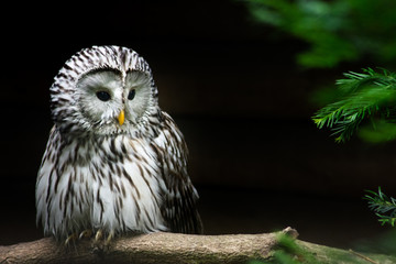 Strix uralensis - whitout whip