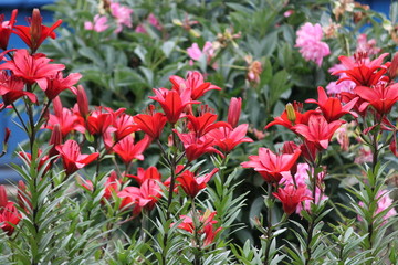 Obraz premium beautiful flowers