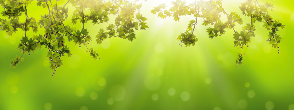 zweige im fr&uuml;hling