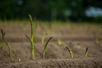 Asparagus