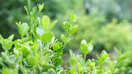 Fototapeta na wymiar green leaf floral close-up background