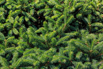 tree, green, nature, plant, branch, pine, fir, forest, evergreen, spruce, christmas, needle, texture, needles, coniferous, fern, leaf, wood, grass, season, branches, summer, fresh, backgrounds, flora