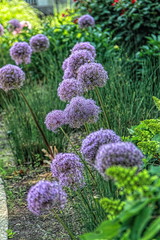 flower, flowers, nature, purple, garden, plant, spring, green, bloom, floral, field, blossom, summer, allium, flora, pink, lavender, violet, onion, natural, beauty, beautiful, muscari, blue, herb