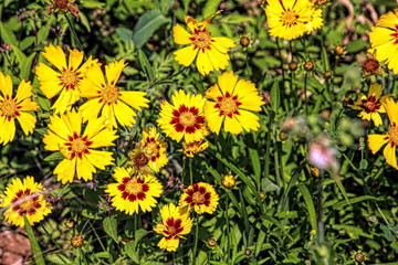 flower, yellow, nature, flowers, summer, spring, garden, green, field, plant, blossom, daisy, meadow, bloom, floral, flora, dandelion, beauty, grass, blooming, color, petal, petals, bright, orange