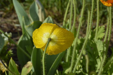 DEW ON A YELLOW FLOWER