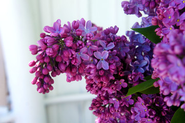 purple flowers and lilac branches