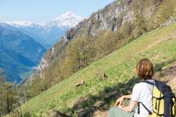 Woman hiker looking at wildlife on the Alps, Ibex grazing on grass mountain slope, Capra Ibex with big horns, springtime