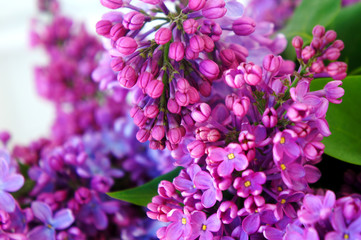 purple flowers and lilac branches