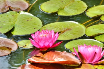 WATER LILY ON A SUNNY DAY
