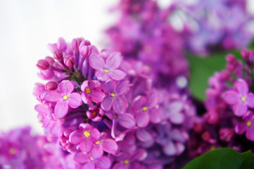 purple flowers and lilac branches