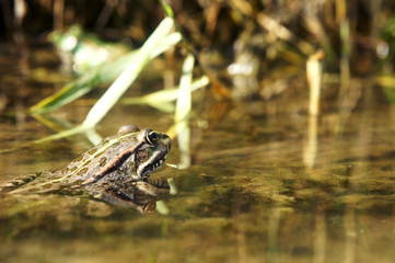 striped toad frog in the swamp