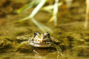 striped toad frog in the swamp