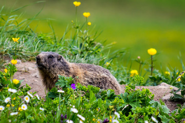 Curious groundhog awakened from hibernation in spring on a blooming flower field in the European Alps