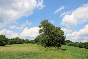 Naturlandschaft im Frühling