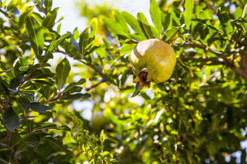 pomegranate