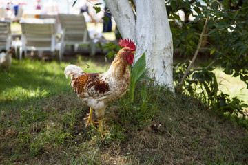 cock