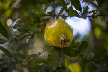 pomegranate