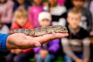 Ukraine. Khmelnytsky region. May 2018. Man holds a gray lizard on his hand and shows it to children_