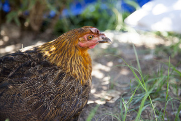chicken