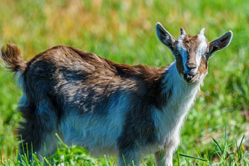 goats graze on the grass