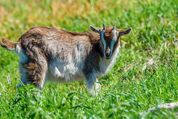 goats graze on the grass