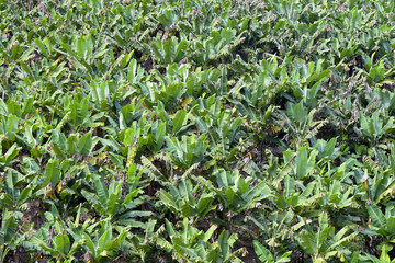 Plantation of bananas with grown fruits