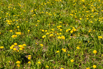 Yellow dandelion flowers. Dandelions field background on spring sunny day.