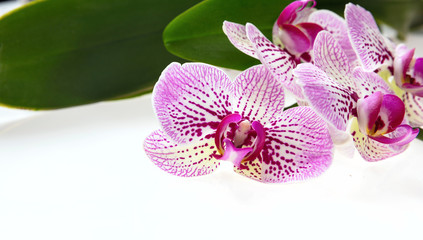 Orchid flowers and green stem on white background