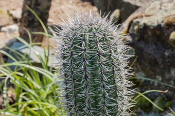 Kaktus