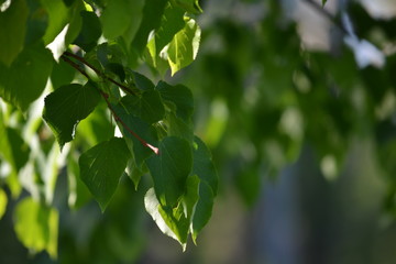 Obraz premium nature