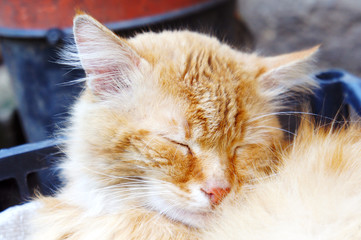 sleeping cat