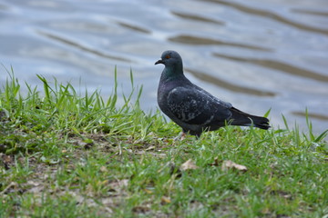 pigeon